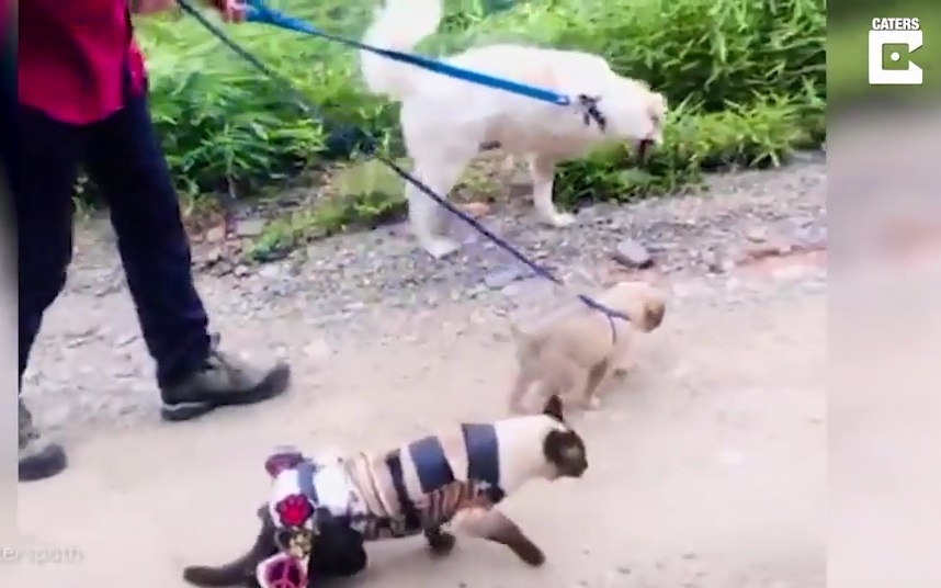 Tình bạn bền chặt giữa chó 3 chân và mèo đi xe lăn